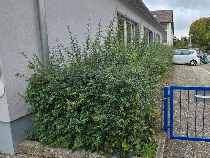 Vorher